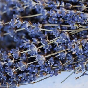 Dried English Lavender Bunch, 200-250 Stems, 3 oz Preserved for Longevity, Blue Purple Color, Fragrant and Beautiful for Weddings Home Decor image 2