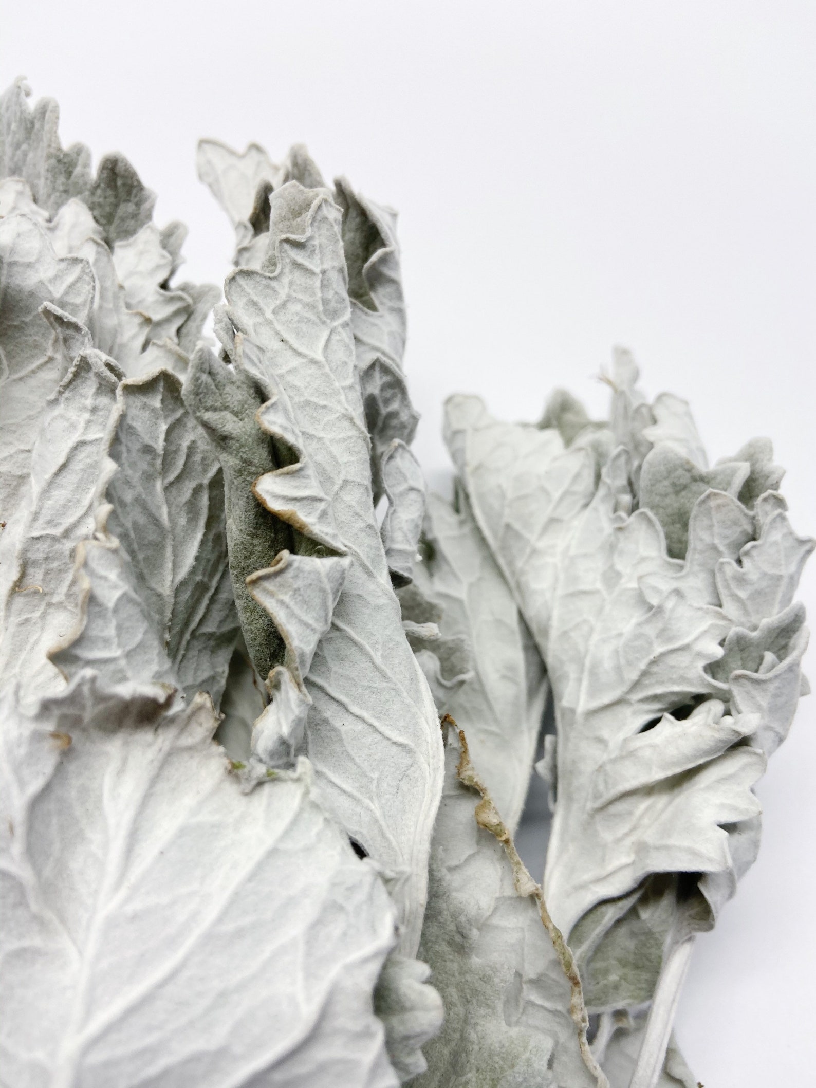 Dusty Miller Dried Flowers Lambs Ear Grey Soft Preserved Etsy