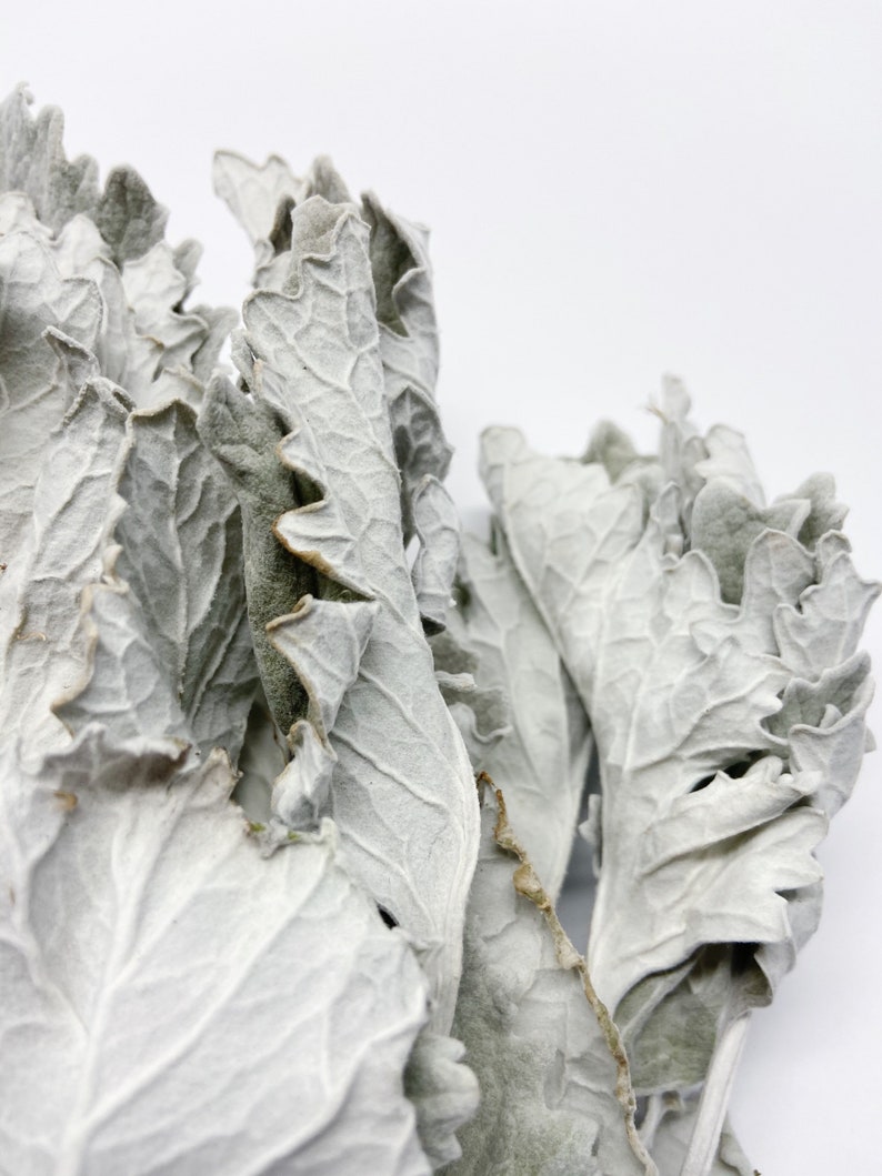 Dusty Miller Dried Flowers Lambs Ear Grey Soft Preserved Etsy