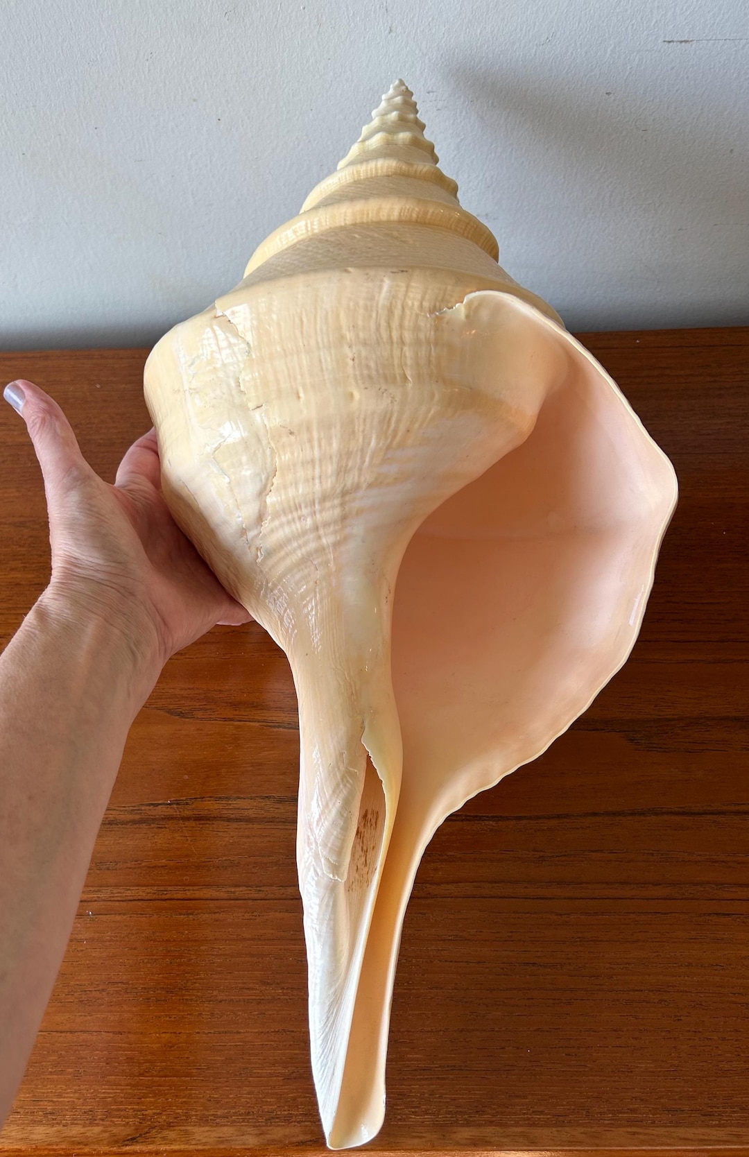 Large Syrinx Aruanus Australian Trumpet Conch Sea Shell 19.25” 49 Cm ...