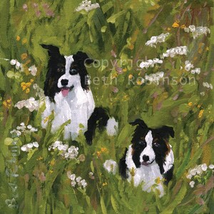 The Pembrokeshire border collie in its natural habitat; border collie art card. Beth Robinson Art