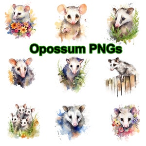 Opossum PNG Clip Art mit transparentem Hintergrund, Illustration von Opossum, Aquarell PNG, PNG Bundle, Wald png