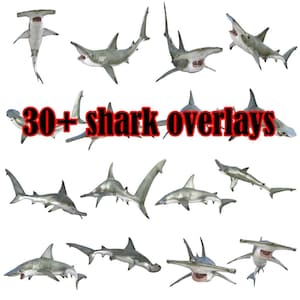 30+ Hammerhead shark overlays, shark PNG photoshop overlays, Shark clipart, photoshop overlay, overlay bundle, hammerhead shark png download