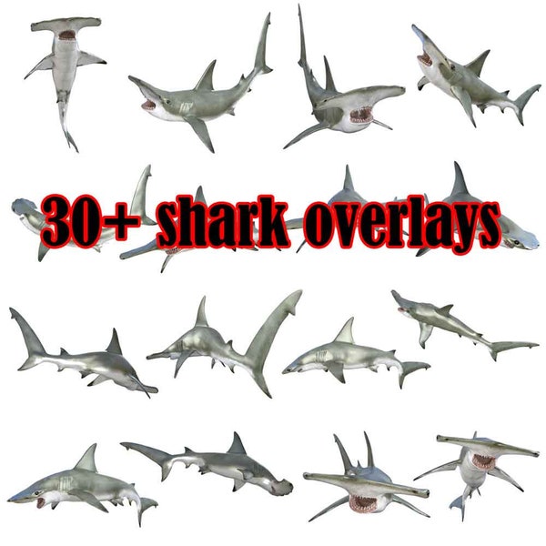 30+ Hammerhead shark overlays, shark PNG photoshop overlays, Shark clipart, photoshop overlay, overlay bundle, hammerhead shark png download