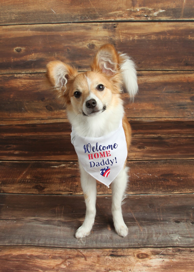 May include: A small, white dog with brown and white fur wearing a white bandana with the text "Welcome Home Daddy!" in red and blue. The bandana has a red, white, and blue heart with stars on it.