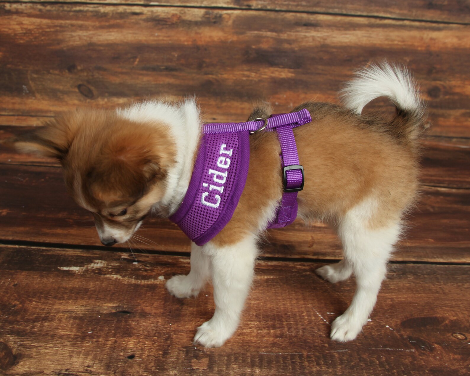 Personalized Dog Harness Custom Dog Harness Dog Name Harness Etsy