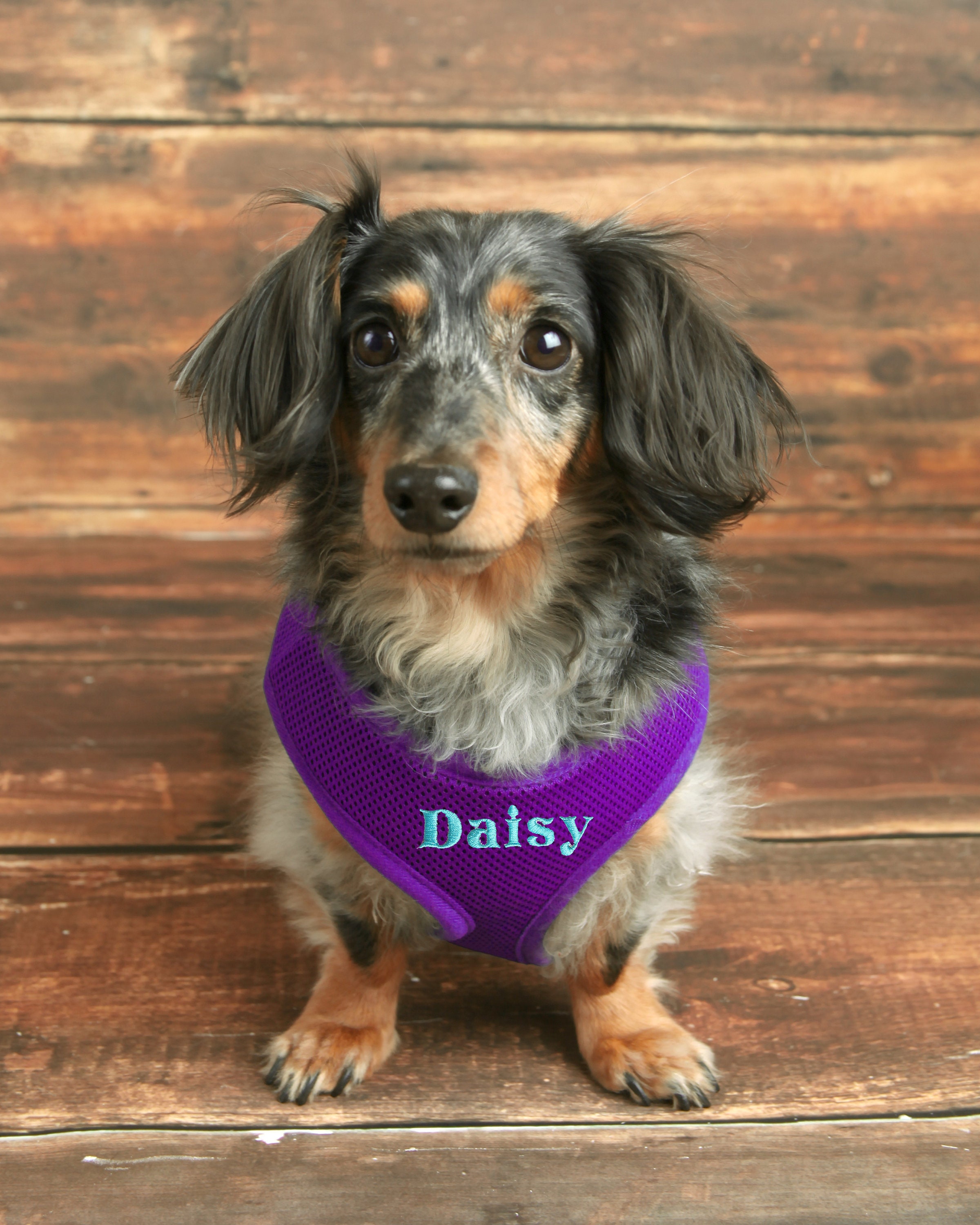 Personalized Dog Harness Custom Dog Harness Dog Name Harness Etsy