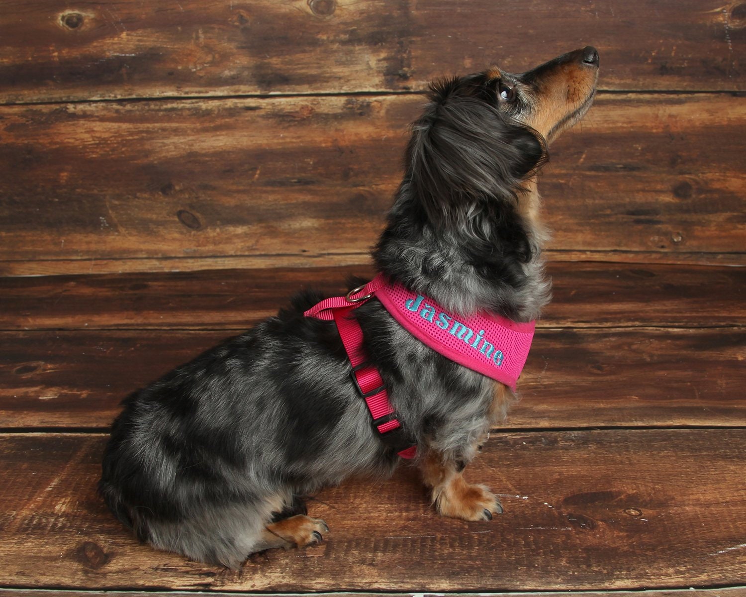 custom name dog harness