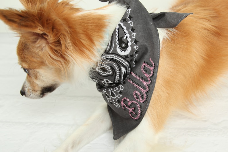 May include: A small, light brown and white dog wearing a gray bandana with a paisley pattern and the name "Bella" embroidered in pink rhinestones.