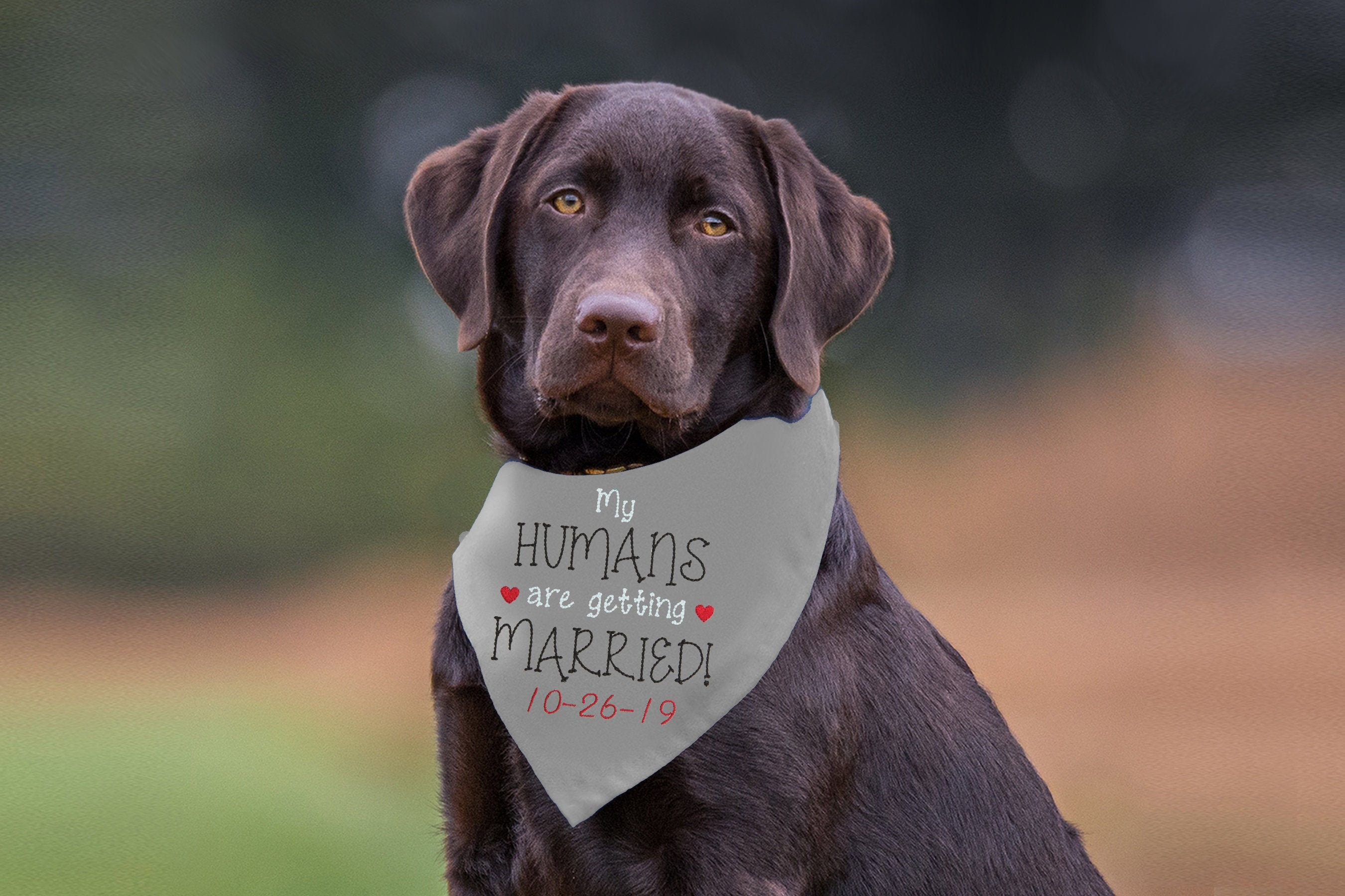 Hundehalstuch My Humans Are Getting Married – Hochzeits-Halsband, Verlobungsankündigung Für Hunde