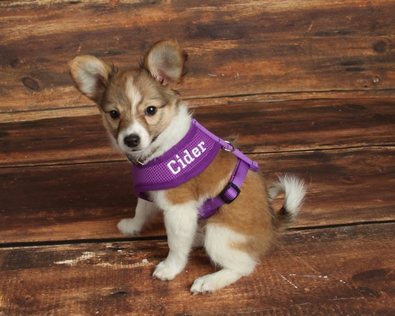 personalized dog harness