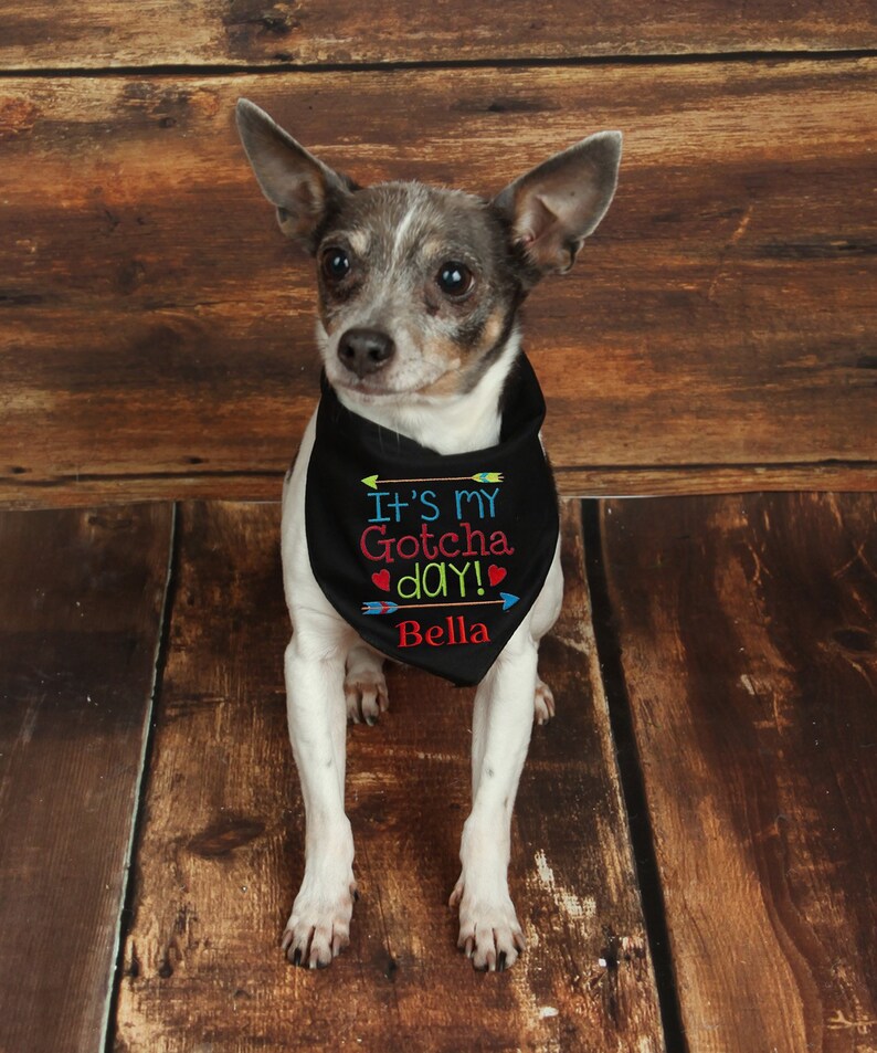 gotcha day dog bandana