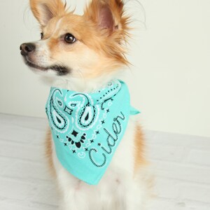 May include: A small, white and brown dog wearing a turquoise bandana with a paisley pattern and the word "Cider" in black lettering.