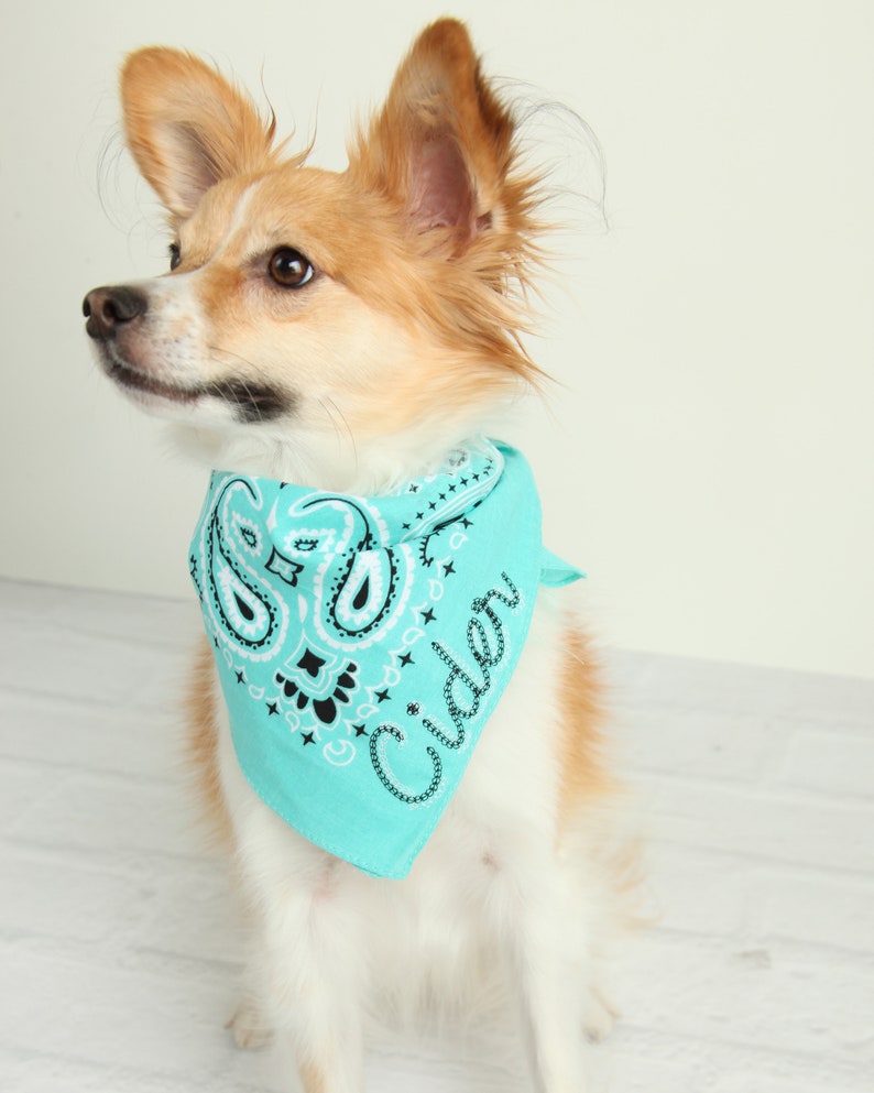 May include: A small, white and brown dog wearing a turquoise bandana with a paisley pattern and the word "Cider" in black lettering.