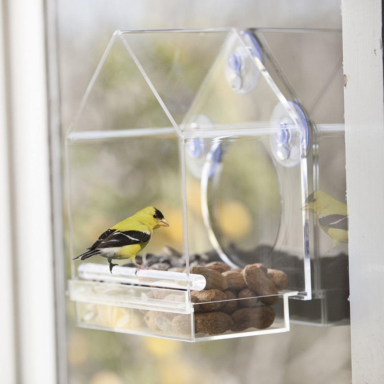 Window Mounted Clear Acrylic Bird House Etsy