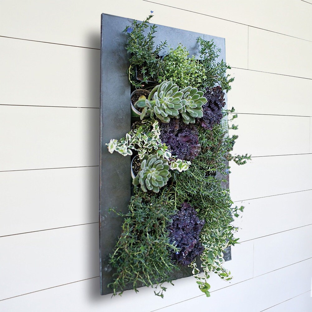 Aged Zinc Living Wall Galvanized Steel/Zinc Succulent Planter, Wall M…