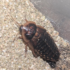 Puede incluir: Primer plano de una cucaracha grande, de color marrón oscuro, con una cubierta brillante y estampada. El insecto tiene antenas largas y está posicionado sobre un lecho de pequeños guijarros y arena de color claro. La cucaracha es de color marrón oscuro con un patrón marrón claro en su espalda.