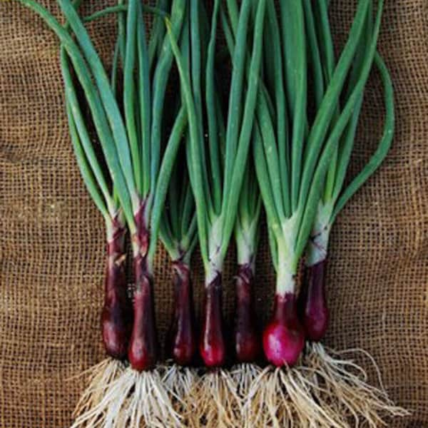 200+ Onion Seeds Ruby Red Onion Red Stem Scallion(Alllium cepa)