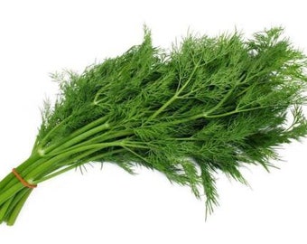 200+ Bouquet Dill Seeds(Anethum graveolens)Fresh Garden Herb
