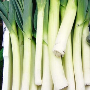 May include: A bunch of fresh leeks with green tops and white bottoms. The leeks are arranged in a pile, with the green tops overlapping.