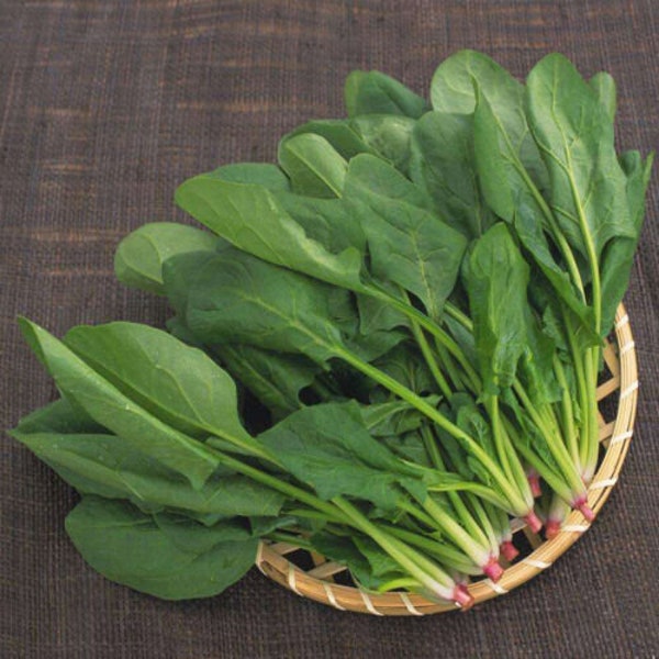 200+Seeds Big round leaf spinach Giant Noble spinach Persia vegetable