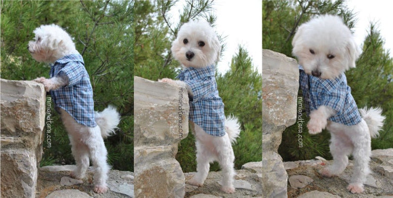 Dog Shirt Pattern size M, Dog Clothes, Sewing Pattern, Dog Shirts imagem 3