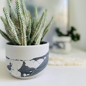 May include: A small succulent plant with long, thin, light green leaves grows in a white ceramic planter with a black and white marbled design.
