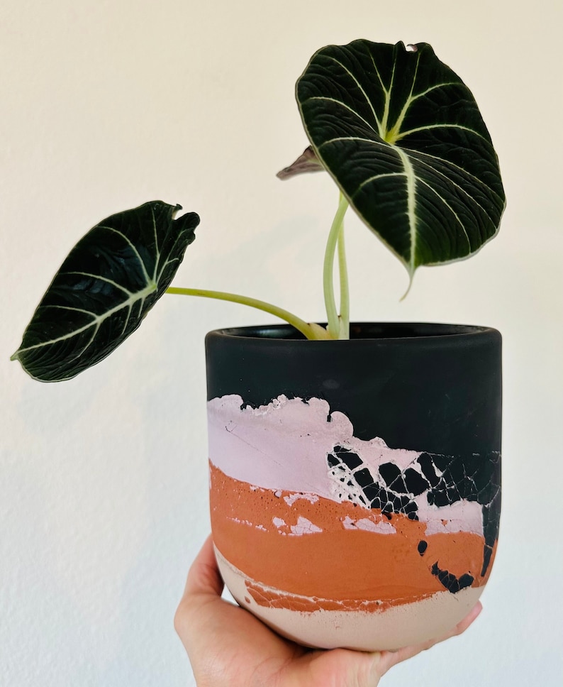 Pu&ograve; includere: Una pianta con foglie di velluto nero in un vaso con motivo nero e terracotta. Il vaso ha un design astratto rosa, arancione e nero.