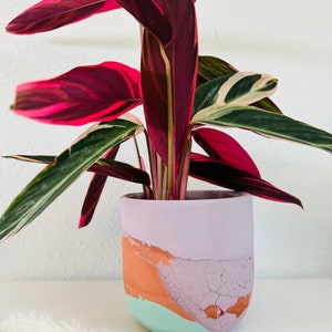 May include: A houseplant with pink and green leaves in a light purple, orange, and green planter with a crackled finish.