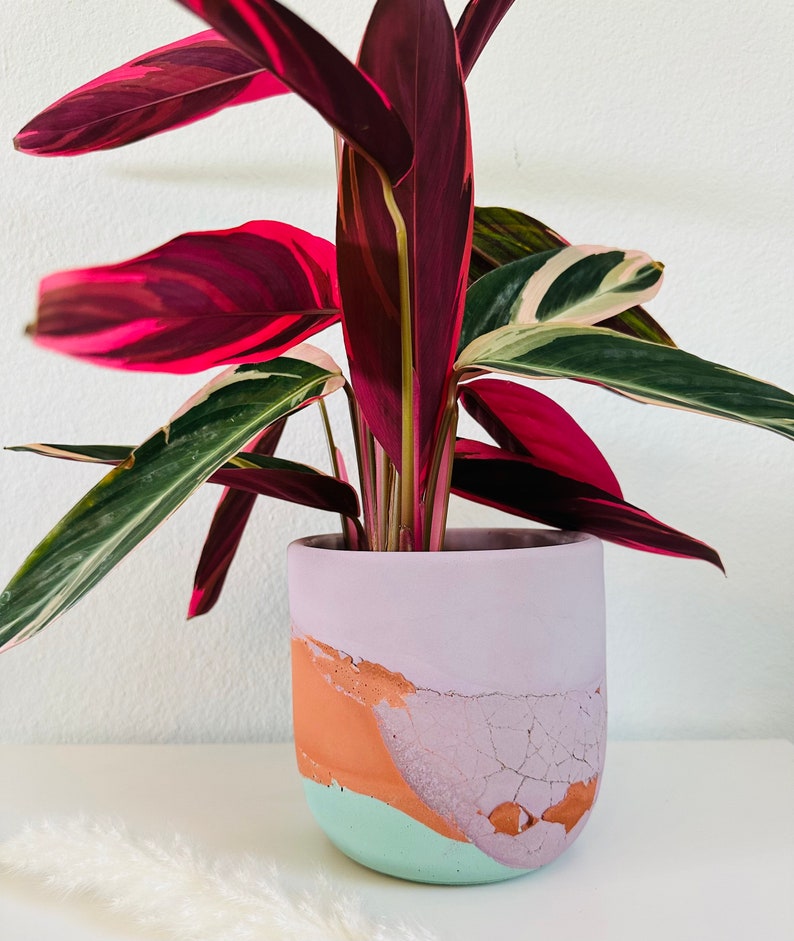 May include: A houseplant with pink and green leaves in a light purple, orange, and green planter with a crackled finish.