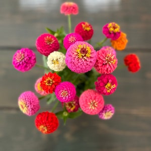 Lilliput Zinnia Annual 250+ seed packet