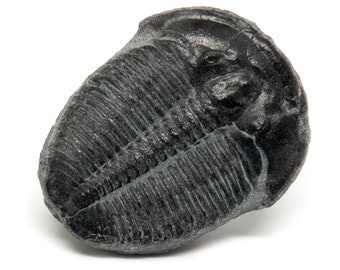 Trilobite Fossil