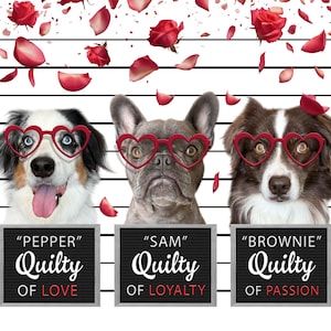 Puede incluir: Tres perros con gafas en forma de corazón y sosteniendo carteles que dicen "Pepper Guilty of Love", "Sam Guilty of Loyalty", y "Brownie Guilty of Passion".