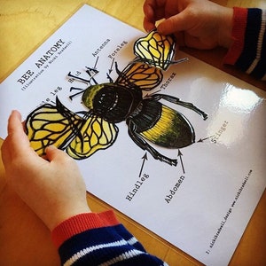 Bee Anatomy learning resource, montessori inspired, nature learning resource