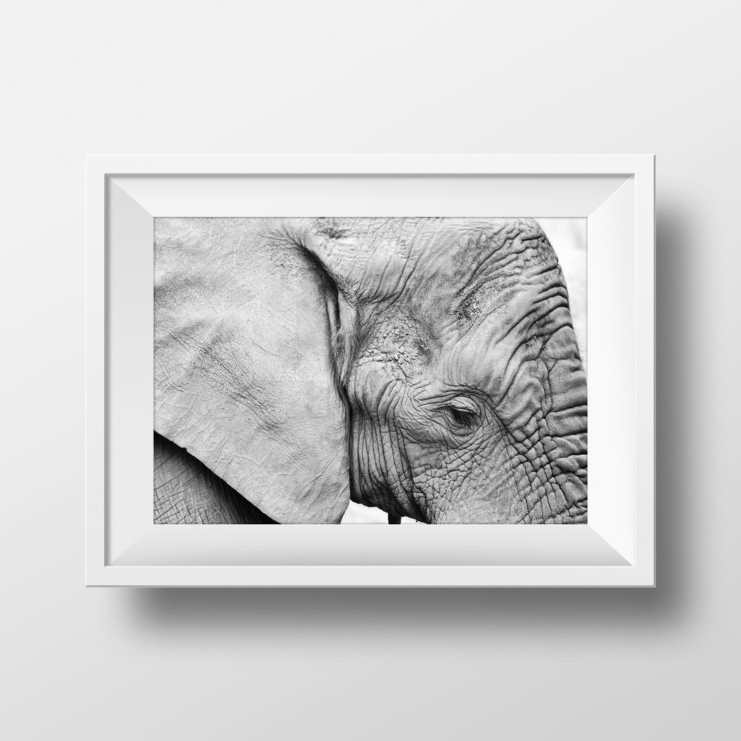 Elephant Print Black and White Elephant Photo Animal Nursery Etsy