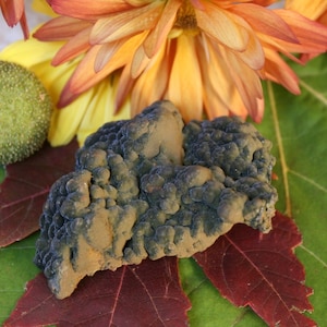 May include: A dark green and brown, irregularly shaped, rock-like specimen with a bumpy, textured surface. The specimen is resting on a bed of green and red leaves.