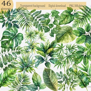 Aquarell Tropisches Blatt PNG Clipart: Jungle greens Greenery Grafiken Palme Monstera Epiphyte Woody Rebe Farn Albizia Bambuss Sugarcane