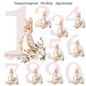 Clipart chiffres Peter Rabbit : lot de 10 chiffres individuels beiges avec roses PNG, aquarelle floral sublimation, monogramme