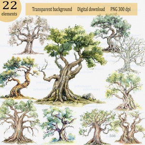 Oude loofbomen: bos clipart set, aquarel hoogwaardige png-afbeeldingen, botanische natuur bos, doodle aquarel illustratie