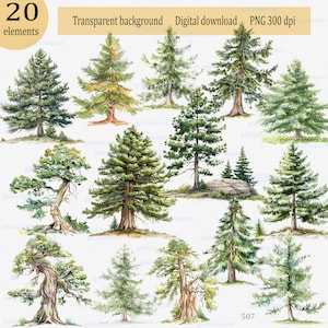 Naaldboom: bos clipart set, aquarel hoogwaardige png-afbeeldingen, botanische natuur, oud bos, doodle, aquarel illustratie