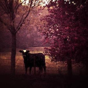 Magenta Cow Pasture