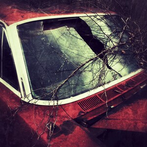 May include: A vintage red car with a broken windscreen, partially obscured by overgrown branches. The car is rusty and weathered, suggesting it has been abandoned for some time.