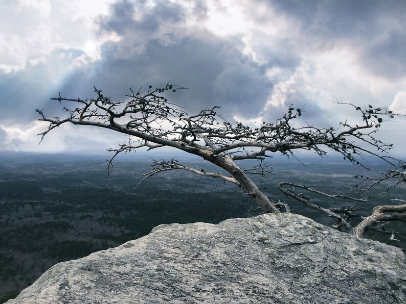 May include: A bare tree branch extends over a rocky cliff, with a cloudy sky and a distant forest in the background.