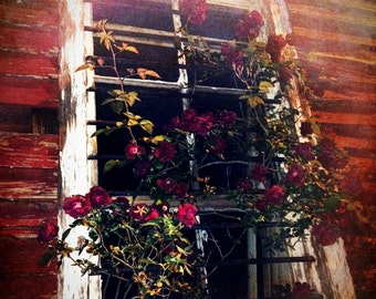 Misty Rose Window