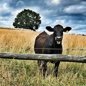 Cow in Pasture