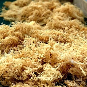 Raw gold Sea moss - Pure Jamaican Sea moss - Genus Gracilaria