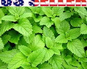 100 ORGANIC Lemon Balm Seeds Melissa Heirloom NON-GMO Organically Grown Fragrant