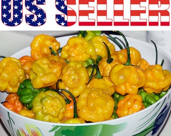 50g of fresh B.O Bonnet Chillies picked to order!