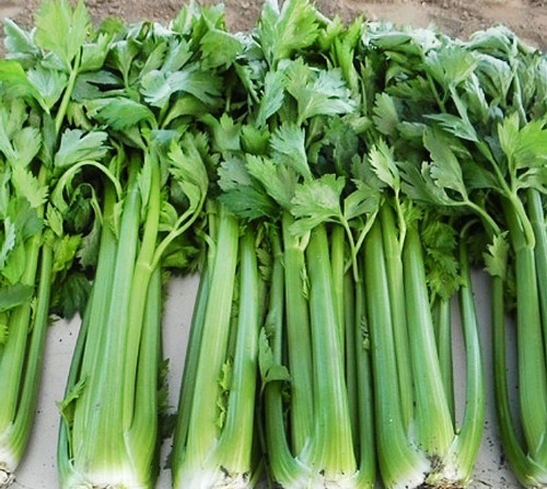 1000 Kintsai Chinese Dark Green Celery Seeds Heirloom NONGMO Etsy
