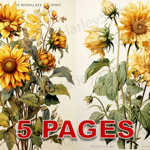 Girassóis Ephemera Junk Journal Aquarela Clipart 20 JPG Elements Licença comercial para impressão Download digital Cartão postal Amarelo C59